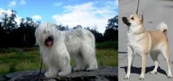South Russian Ovcharka vs Norwegian Buhund - Breed Comparison