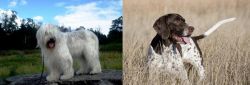 South Russian Ovcharka vs Old Danish Pointer - Breed Comparison