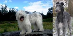 South Russian Ovcharka vs Scottish Deerhound - Breed Comparison