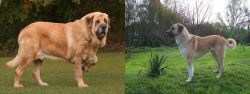 Spanish Mastiff vs Anatolian Shepherd - Breed Comparison
