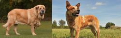 Spanish Mastiff vs Australian Red Heeler - Breed Comparison