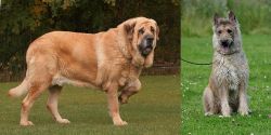 Spanish Mastiff vs Belgian Shepherd Dog (Laekenois) - Breed Comparison