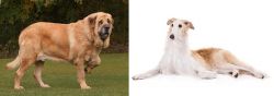 Spanish Mastiff vs Borzoi - Breed Comparison