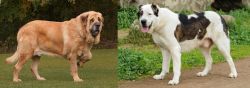 Spanish Mastiff vs Central Asian Shepherd - Breed Comparison