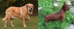 Spanish Mastiff vs Chinese Chongqing Dog - Breed Comparison