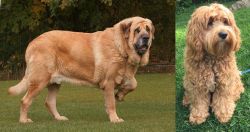 Spanish Mastiff vs Cockapoo - Breed Comparison
