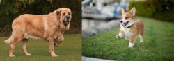 Spanish Mastiff vs Corgi - Breed Comparison