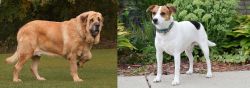 Spanish Mastiff vs Danish Swedish Farmdog - Breed Comparison