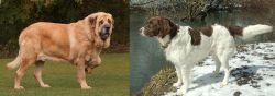 Spanish Mastiff vs Drentse Patrijshond - Breed Comparison