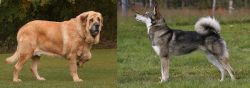 Spanish Mastiff vs East Siberian Laika - Breed Comparison