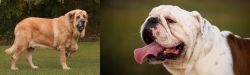 Spanish Mastiff vs English Bulldog - Breed Comparison