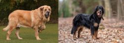 Spanish Mastiff vs Hovawart - Breed Comparison