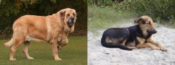 Spanish Mastiff vs Indian Pariah Dog - Breed Comparison