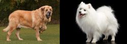 Spanish Mastiff vs Japanese Spitz - Breed Comparison