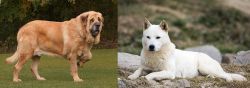 Spanish Mastiff vs Jindo - Breed Comparison