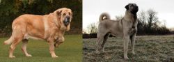 Spanish Mastiff vs Kangal Dog - Breed Comparison