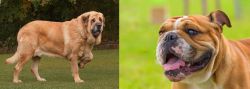 Spanish Mastiff vs Miniature English Bulldog - Breed Comparison