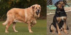 Spanish Mastiff vs New Zealand Huntaway - Breed Comparison