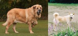 Spanish Mastiff vs Pungsan Dog - Breed Comparison