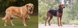 Spanish Mastiff vs Schillerstovare - Breed Comparison
