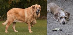 Spanish Mastiff vs Schweenie - Breed Comparison