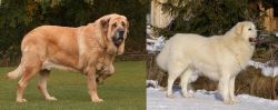 Spanish Mastiff vs Slovak Cuvac - Breed Comparison