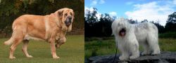 Spanish Mastiff vs South Russian Ovcharka - Breed Comparison