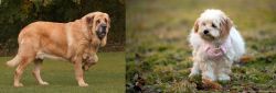 Spanish Mastiff vs West Highland White Terrier - Breed Comparison