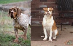 Spanish Pointer vs Alapaha Blue Blood Bulldog - Breed Comparison