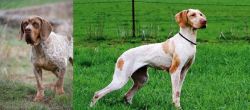 Spanish Pointer vs Ariege Pointer - Breed Comparison