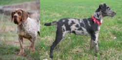 Spanish Pointer vs Atlas Terrier - Breed Comparison