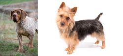 Spanish Pointer vs Australian Terrier - Breed Comparison