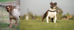 Spanish Pointer vs Bantam Bulldog - Breed Comparison