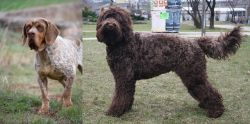 Spanish Pointer vs Barbet - Breed Comparison