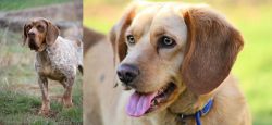 Spanish Pointer vs Beago - Breed Comparison
