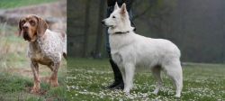 Spanish Pointer vs Berger Blanc Suisse - Breed Comparison