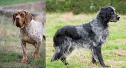 Spanish Pointer vs Blue Picardy Spaniel - Breed Comparison