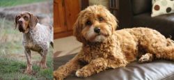 Spanish Pointer vs Cavapoo - Breed Comparison