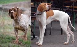 Spanish Pointer vs English Pointer - Breed Comparison