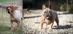 Spanish Pointer vs French Bulldog - Breed Comparison