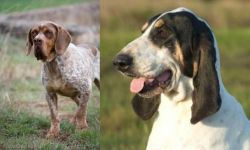 Spanish Pointer vs Grand Gascon Saintongeois - Breed Comparison