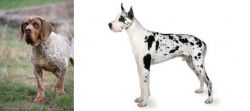 Spanish Pointer vs Great Dane - Breed Comparison