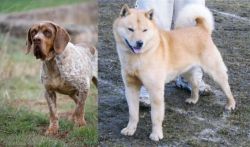 Spanish Pointer vs Hokkaido - Breed Comparison