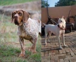 Spanish Pointer vs Indian Bull Terrier - Breed Comparison