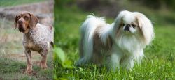 Spanish Pointer vs Japanese Chin - Breed Comparison