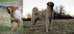Spanish Pointer vs Kangal Dog - Breed Comparison