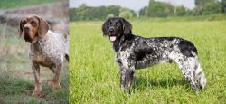 Spanish Pointer vs Large Munsterlander - Breed Comparison