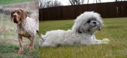 Spanish Pointer vs Mal-Shi - Breed Comparison