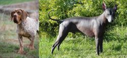 Spanish Pointer vs Peruvian Hairless - Breed Comparison