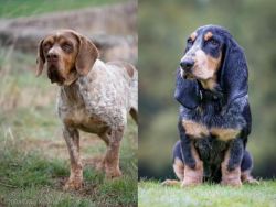 Spanish Pointer vs Petit Bleu de Gascogne - Breed Comparison